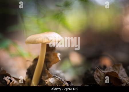 Ungenießbare Pilze, die im Wald wachsen. Stockfoto