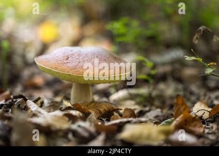 Boletus, ein essbarer Pilz im Wald, boletus edulis . Stockfoto