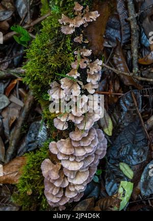 Pilze wachsen auf einem moosigen Baumstamm im Regenwald. Sulawesi, Indonesien. Stockfoto