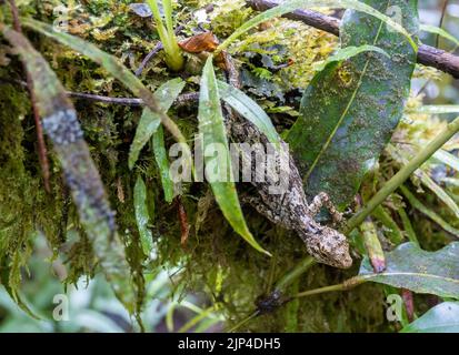 Sulawesi gefütterte Segeleidechse (Draco spilonotus) auf einem moosigen Zweig. Lore Lindu National Park, Sulawesi, Indonesien. Stockfoto