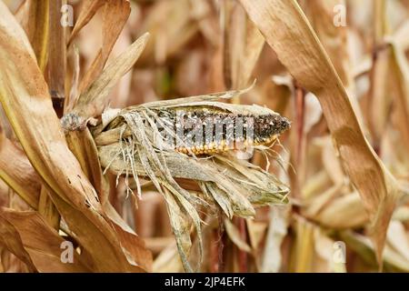 Getrocknete kranke, verfaulte Maiskolben mit schwarzem Mais-Kern auf landwirtschaftlichem Feld Stockfoto