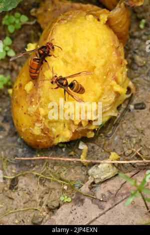 Nahaufnahme der orange schwarzen riesigen Insektenhalt und essen die Mango in der Farm weichen Fokus natürlichen gelb braunen Hintergrund. Stockfoto