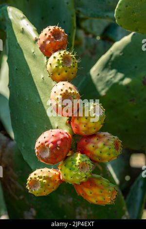 Kaktusfeigen oder Kaktusfrüchte, die auf einer großen Pflanze auf der griechischen Insel kreta im heißen Sommersonnenschein wachsen, Früchte einer Kaktuspflanze, Stockfoto