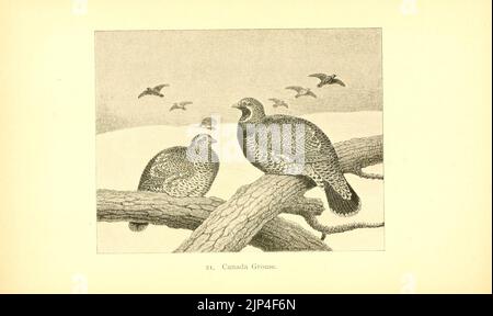 Die Hühner- spiel Vögel von Nordamerika (PL. 21) (8119298978) Stockfoto