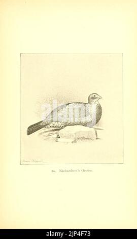 Die Hühner- spiel Vögel von Nordamerika (PL. 20) (8119286003) Stockfoto