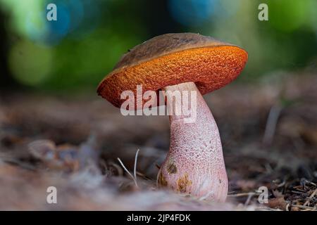 Nahaufnahme eines Scarletina-Boleten-Pilzes (Neoboletus luridiformis) auf Fichtennadeln Stockfoto