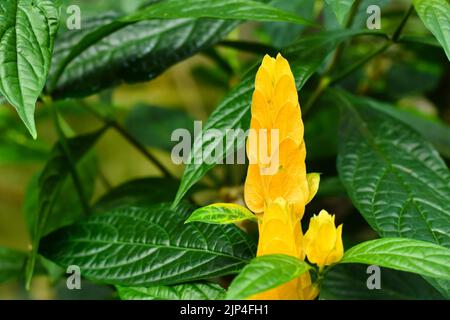 Gelbe Blume mit überlappenden Brakten tropischer Golden Shrimp Pflanze. Botanischer Name „Pachystachys Lutea“ Stockfoto