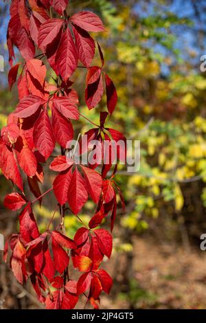 Herbst Blätter Hintergrund. Hintergrund Gruppe Herbst rote Blätter. Stockfoto