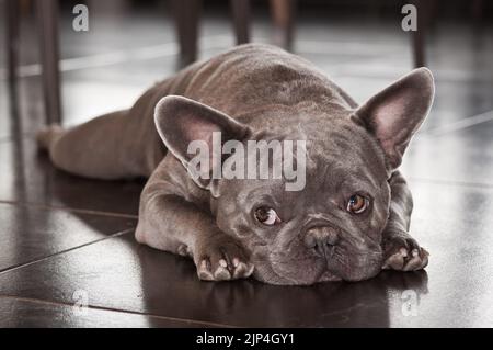 Eine Nahaufnahme einer grauen französischen Bulldogge, die auf dem Boden liegt und nach rechts schaut. Stockfoto