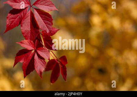 Hintergrund Gruppe Herbst rote Blätter. Wilde Rebe im Herbstwald Stockfoto