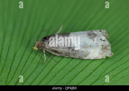 Erwachsener Tortricide Leafroller Moth der Familie Tortricidae. Stockfoto