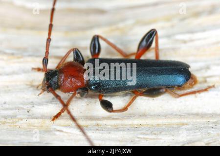 Tanbark Borer - Violet Tanbark Beetle (Phymatodes testaceus) - violette Form - Rinde- und Holzbohrinsekt. Stockfoto