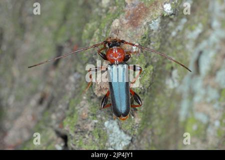 Tanbark Borer - Violet Tanbark Beetle (Phymatodes testaceus) - violette Form - Rinde- und Holzbohrinsekt. Stockfoto