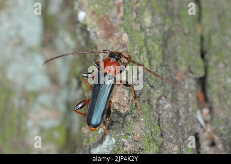 Tanbark Borer - Violet Tanbark Beetle (Phymatodes testaceus) - violette Form - Rinde- und Holzbohrinsekt. Stockfoto