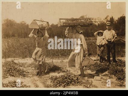 Die 13-jährige Beerentreiberin auf der Newton's Farm in Cannon, Del. Ann Parion, die ihre Saison 5. arbeitet, trägt 60 Pfund Beeren von den Feldern zu den Schuppen. Andenito Carro, 14 Jahre Stockfoto