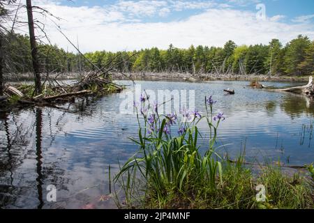 Eine Gruppe von Harlekin-Blumen mit blauer Flagge oder blauer Iris wächst entlang der Kutschenstraßen im Acadia National Park, Mount Desert Island, Maine, USA Stockfoto