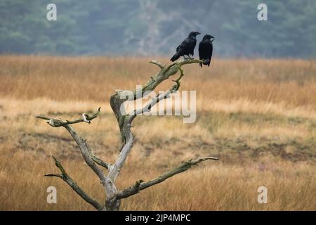 Zwei gewöhnliche Raben sitzen auf altem Baum in herbstlicher Natur Stockfoto