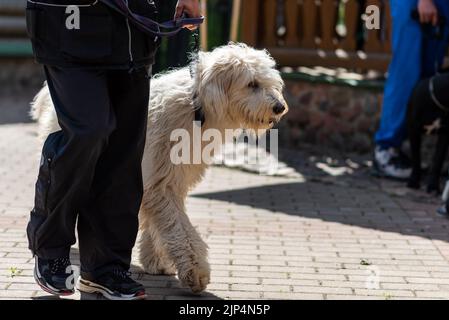 Bobtail Hund, neben dem Besitzer in der Stadt. Hochwertige Fotos Stockfoto