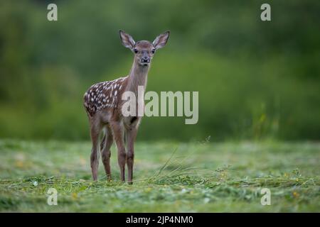 Baby Rotwild Blick auf die Kamera auf der Weide im Sommer Stockfoto