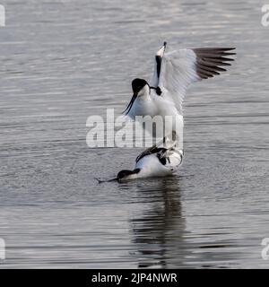 Rattenhaar (Recurvirostra avosetta), Paarung in einem See Stockfoto