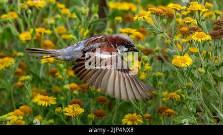 Der Hausspatz (Passer domesticus) fliegt über Blumen Stockfoto