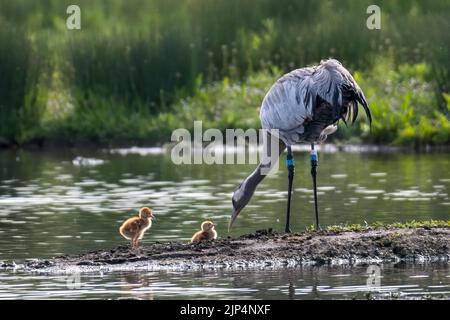 Gewöhnlicher Eurasischer Kran (Grus grus) mit Chicks Stockfoto