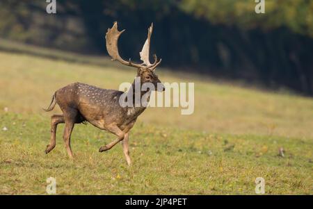 Damhirsche, die im Herbst in der Natur auf Grasland laufen. Stockfoto