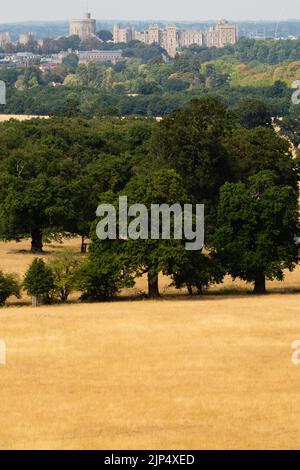 Windsor, Großbritannien. 15.. August 2022. Das Schloss Windsor wird von sonnengebleichtem Parkland im Windsor Great Park aus gesehen. Fünf Monate unterdurchschnittlicher Niederschläge in Kombination mit extremer Hitze aufgrund des Klimawandels haben in Teilen von Süd- und Zentralengland zu rekordbrechenden Dürren geführt. Kredit: Mark Kerrison/Alamy Live Nachrichten Stockfoto