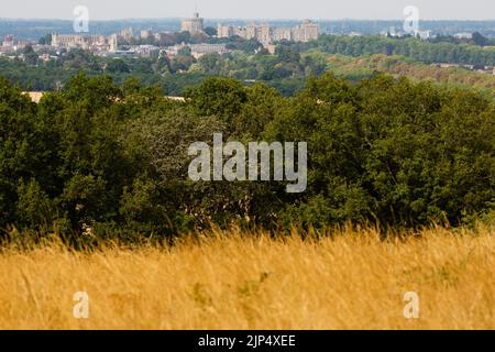 Windsor, Großbritannien. 15.. August 2022. Das Schloss Windsor wird von sonnengebleichtem Parkland im Windsor Great Park aus gesehen. Fünf Monate unterdurchschnittlicher Niederschläge in Kombination mit extremer Hitze aufgrund des Klimawandels haben in Teilen von Süd- und Zentralengland zu rekordbrechenden Dürren geführt. Kredit: Mark Kerrison/Alamy Live Nachrichten Stockfoto