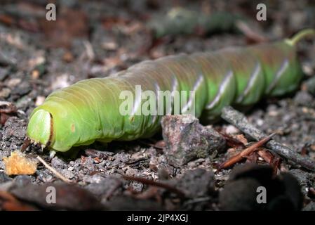 Sphinx Ligustri Raupe unter der Asche auf dem Waldboden 3 von 9 Stockfoto