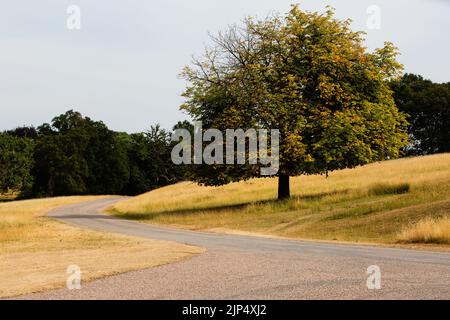 Windsor, Großbritannien. 15.. August 2022. Sonnengebleichtes Gras flankiert eine Straße im Windsor Great Park. Fünf Monate unterdurchschnittlicher Niederschläge in Kombination mit extremer Hitze aufgrund des Klimawandels haben in Teilen von Süd- und Zentralengland zu rekordbrechenden Dürren geführt. Kredit: Mark Kerrison/Alamy Live Nachrichten Stockfoto