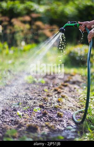 Bauernhand mit Gartenschlauch und Pistolendüse zur Bewässerung von Gemüsepflanzen im Sommer. Gartenkonzept. Landwirtschaftliche Pflanzen wachsen in Bettreihen Stockfoto