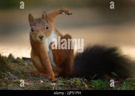 Lustiges Eichhörnchen in eleganter Yoga-Position schaut in die Kamera Stockfoto