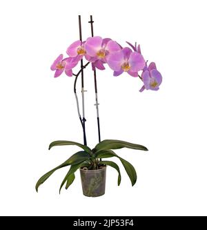 Eine schöne rosa Phalaenopsis Orchidee mit einem Stachel isoliert auf weißem Hintergrund Stockfoto