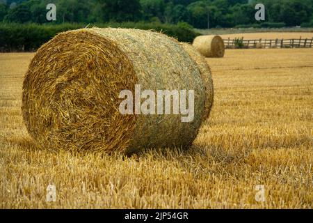 Ein Heuballen auf einem landwirtschaftlichen Feld während der Ernte auf einem Bauernhof. Stockfoto