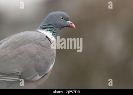 Eine selektive Fokusaufnahme eines Grautaubenvogels Stockfoto