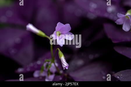 Oxalis OR ist eine große Gattung blühender Pflanzen aus der Familie der Waldschneckengewächse Oxalidaceae, die über 550 Arten umfasst Stockfoto