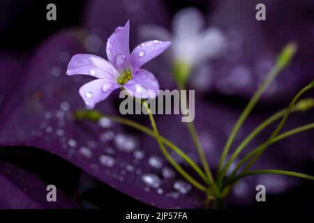 Oxalis OR ist eine große Gattung blühender Pflanzen aus der Familie der Waldschneckengewächse Oxalidaceae, die über 550 Arten umfasst Stockfoto