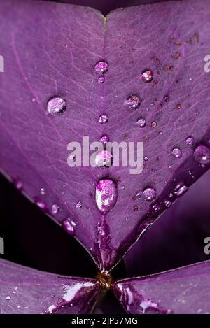 Oxalis OR ist eine große Gattung blühender Pflanzen aus der Familie der Waldschneckengewächse Oxalidaceae, die über 550 Arten umfasst Stockfoto