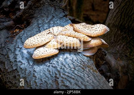 Dryad’s Saddle, der größte Pilzkopf in Großbritannien, der Anfang des Jahres beginnt und manchmal bis zum Ende des Sommers andauert. Stockfoto