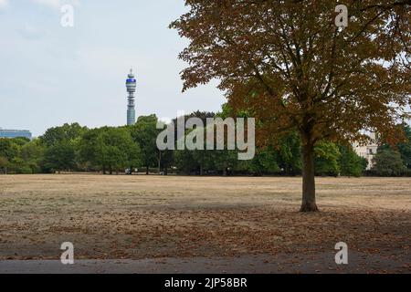 Ein Baum, der seine Blätter im Regent's Park, im Zentrum von London, Großbritannien, während der Dürrebedingungen, die während der Hitzewelle vom August 2022 vorherrschend waren, abgab Stockfoto