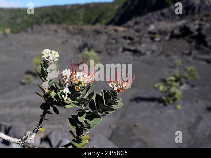 Ohia Lehua Baum, Kilauea Iki Krater, Hawaii Volcanoes National Park Stockfoto