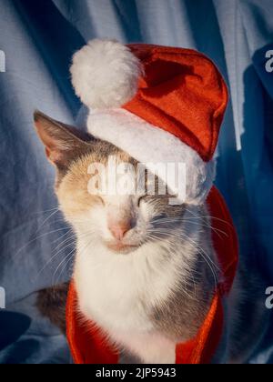 Ruhende Katze trägt einen Weihnachtsmann Weihnachtsmütze Stockfoto