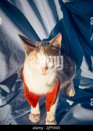 Ruhende Weihnachtskatze auf blauem Hintergrund. Stockfoto