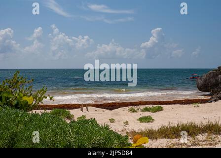 Übermäßige Mengen an Sargassum-Algen säumen die Küste unterhalb der Archäologischen Zone von Tulum. Stockfoto