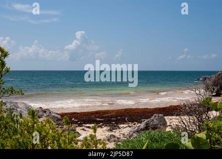 Übermäßige Mengen an Sargassum-Algen säumen die Küste unterhalb der Archäologischen Zone von Tulum. Stockfoto