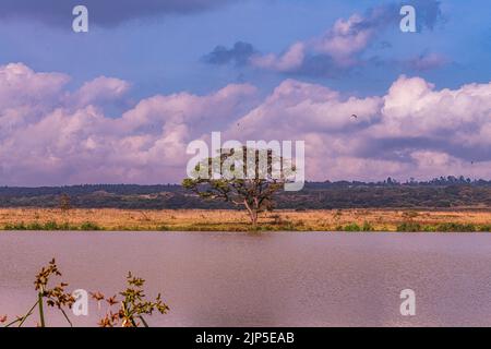 Nairobi City County Nationalpark Vögel Tiere Wildtiere Savanne Grasland Landschaften Panoramablick malerische Ausblicke magische Kenia Ostafrika Discovery Exp Stockfoto