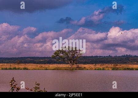 Nairobi City County Nationalpark Vögel Tiere Wildtiere Savanne Grasland Landschaften Panoramablick malerische Ausblicke magische Kenia Ostafrika Discovery Exp Stockfoto