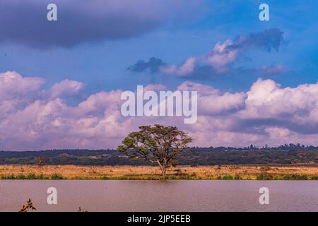 Der Nairobi-Nationalpark ist ein Nationalpark in Kenia, der 1946 etwa 7 km südlich von Nairobi gegründet wurde. Es ist auf drei Seiten eingezäunt, während das o Stockfoto
