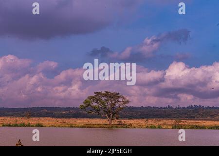 Nairobi City County Nationalpark Vögel Tiere Wildtiere Savanne Grasland Landschaften Panoramablick malerische Ausblicke magische Kenia Ostafrika Discovery Exp Stockfoto